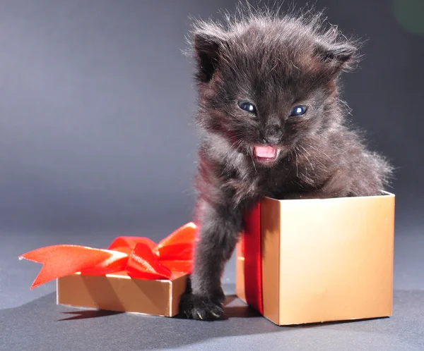 Gattino nero dalla scatola di festa presente — Foto Stock