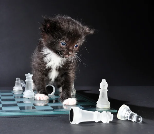 Gatinho olhando para placa de xadrez de vidro com peças — Fotografia de Stock