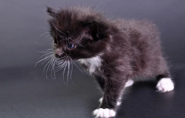 Pequeno gato preto e branco meowing — Fotografia de Stock