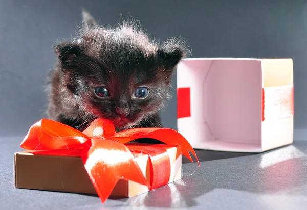 Czarny kociak z obecnych holiday box — Zdjęcie stockowe