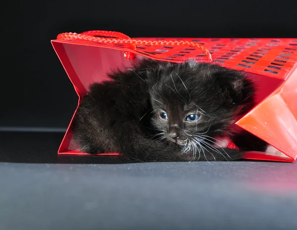 Black kitten in red gist bag — Stock Photo, Image