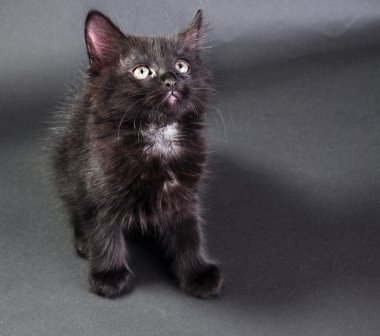 genç siyah beyaz kedi 