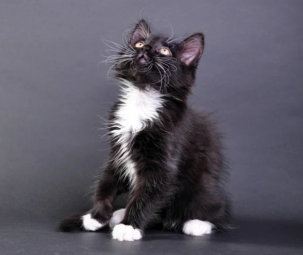 Pequeno gato preto e branco olhando para cima — Fotografia de Stock