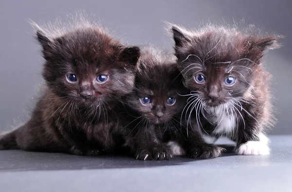 Grupo de gatinhos negros no fundo escuro — Fotografia de Stock