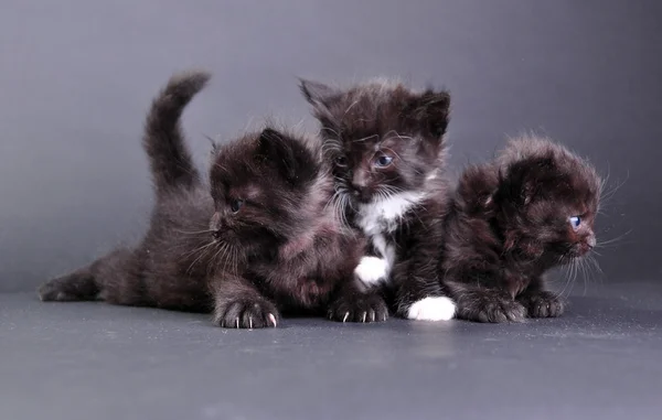 Grupo de gatitos negros en el fondo oscuro —  Fotos de Stock