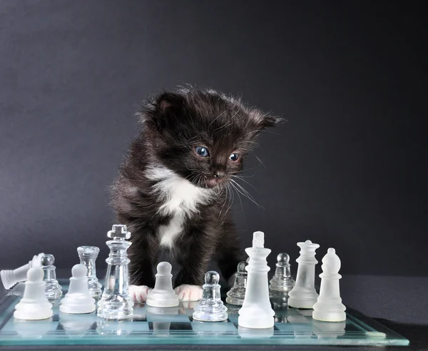 Kitten looking at glass chess board with  pieces — Stock Photo, Image