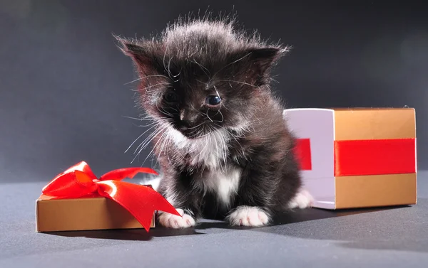 Black kitten from present holiday box Stock Image