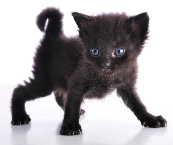 Gatinho com cauda curva em branco — Fotografia de Stock