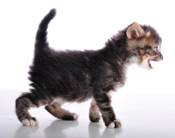 Kitten with mouth open meowing — Stock Photo, Image