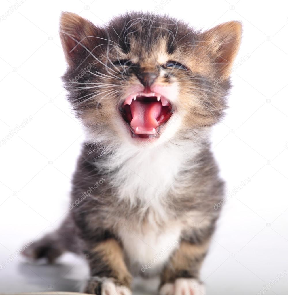 kitten with mouth open meowing