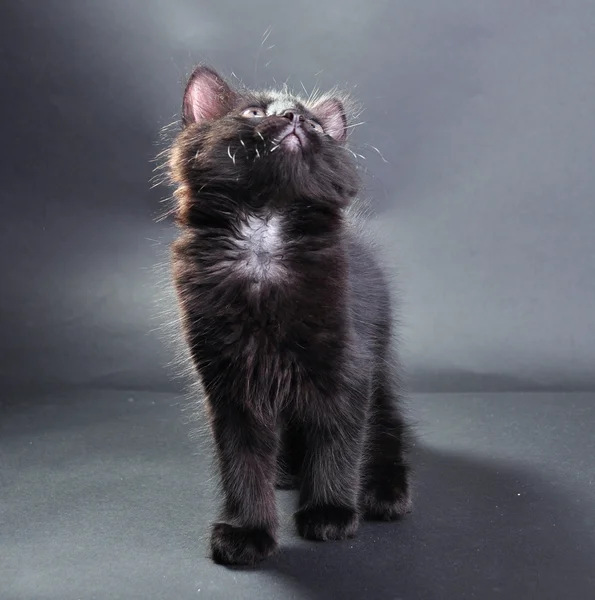 Young black and white cat — Stock Photo, Image