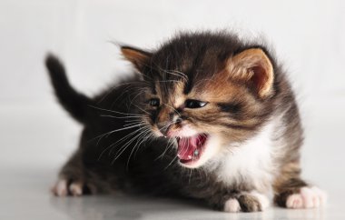 yavru ağzı açık meowing