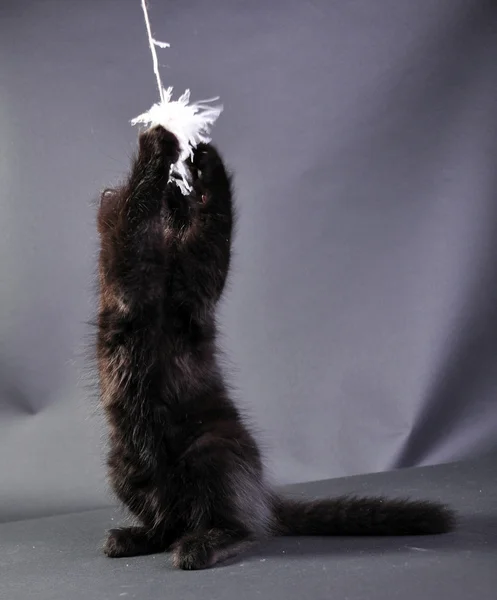 Kleine zwarte kitten spelen met speelgoed — Stockfoto