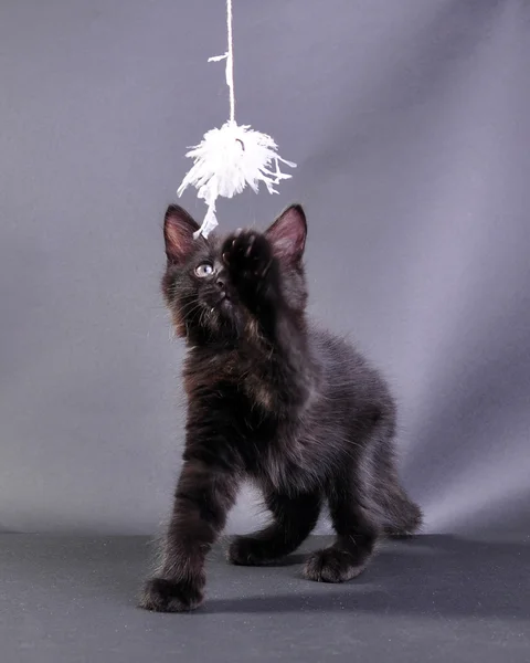 Маленький чорний кошеня грає з іграшкою — стокове фото