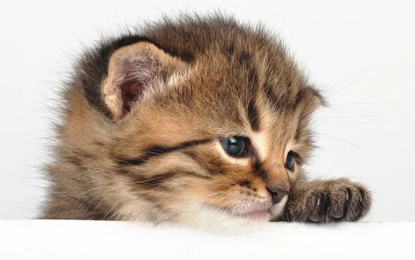 Sürpriz arıyor küçük üzgün yavru kedi - Stok İmaj