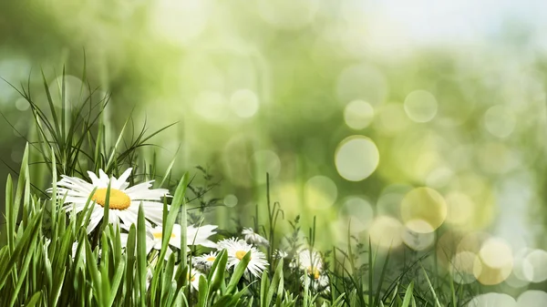 Dia de verão de beleza com flores de margarida — Fotografia de Stock