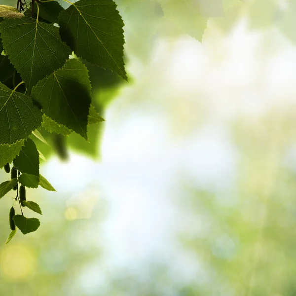 Schoonheid berk na de zomerregen — Stockfoto