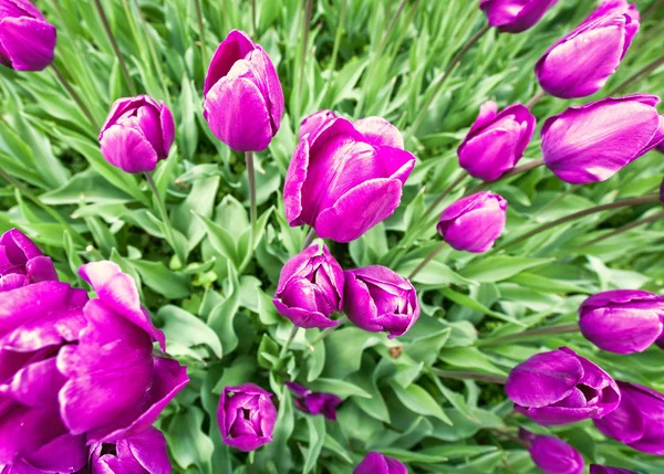 Flores de tulipán florecientes —  Fotos de Stock