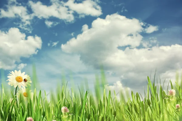 Schönheitsfrühling. — Stockfoto