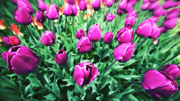 Flores de tulipa coloridas . — Fotografia de Stock