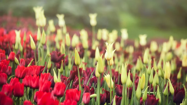 Flores de tulipa coloridas . — Fotografia de Stock