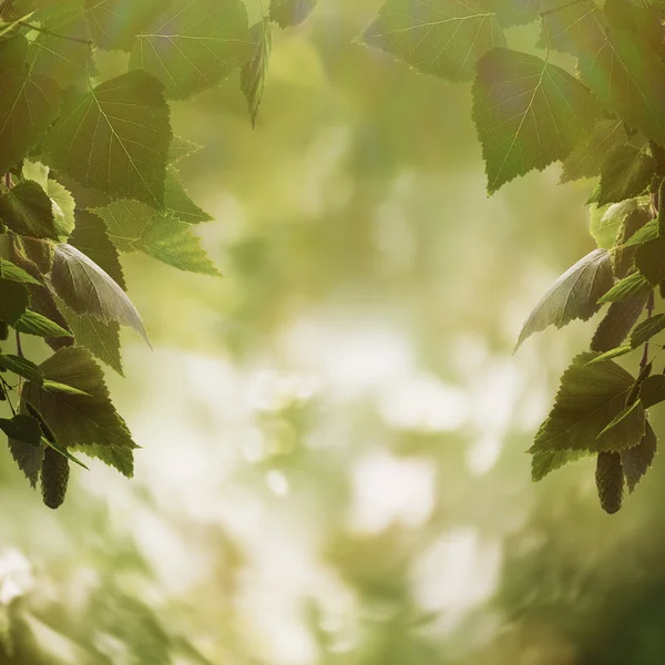 Green leaves background — Stock Photo, Image