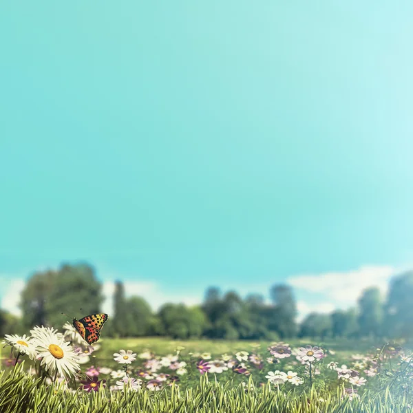 Daisy flowers with butterfly — Stock Photo, Image