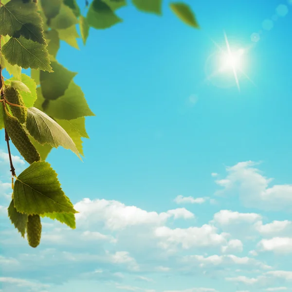 Huş ağacı yaprakları üzerinde mavi gökyüzü — Stok fotoğraf