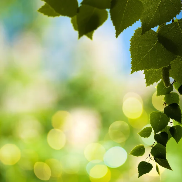 Birch tree bladeren — Stockfoto