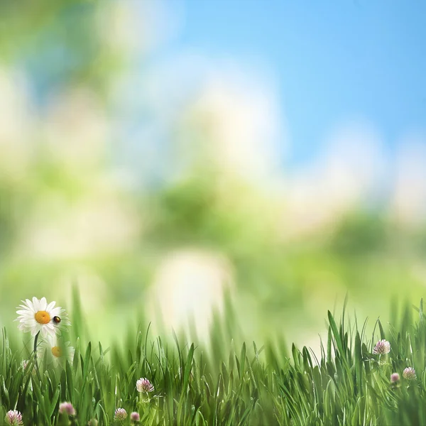 Sommerwiese auf verschwommenem Hintergrund — Stockfoto