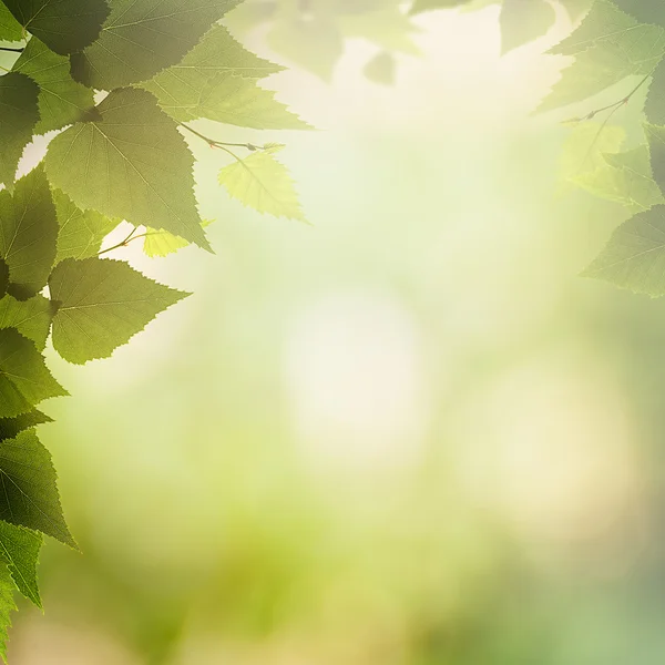 Birch tree bladeren — Stockfoto
