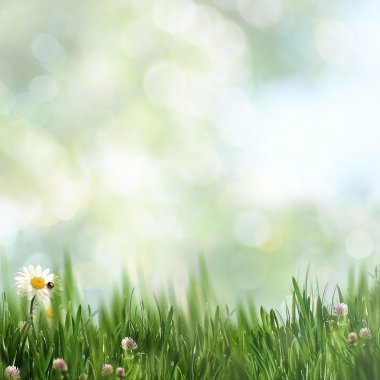 Güzel doğal yeşil çimen 