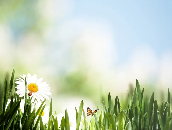 Kır çiçekleri ve çim ile manzara — Stok fotoğraf
