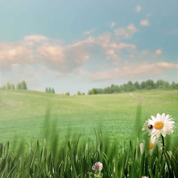 Schoonheid zomer veld met groen gras — Stockfoto