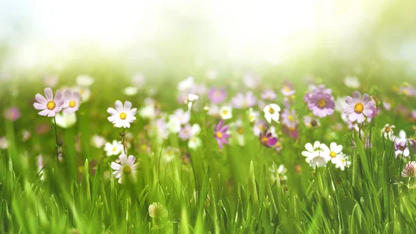 Paisagem com flores silvestres e grama — Fotografia de Stock