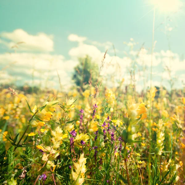 Flores silvestres bajo el sol brillante — Foto de Stock