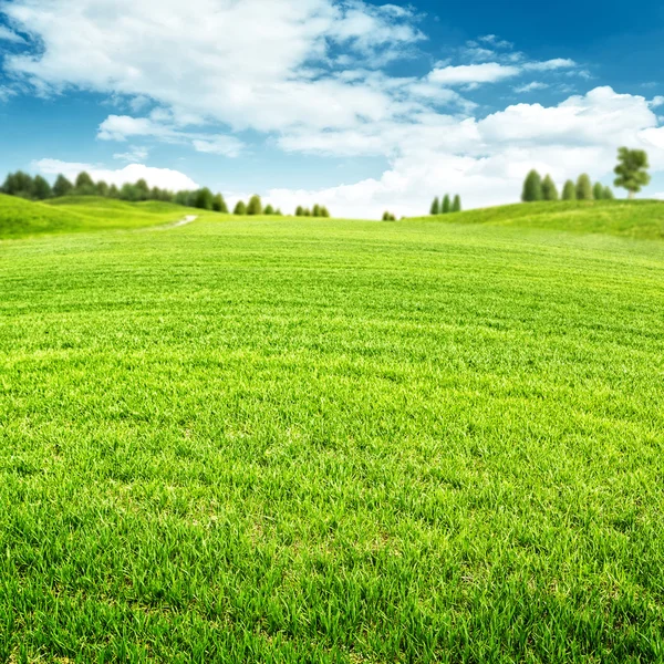 Skönhet sommaren sätter med grönt gräs — Stockfoto