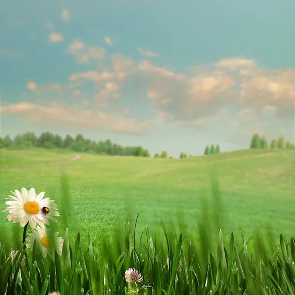 Schoonheid zomer veld met groen gras — Stockfoto