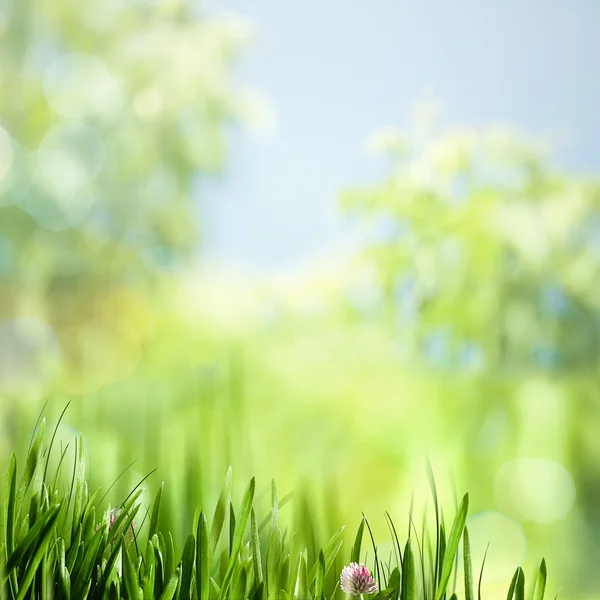 美しい自然の緑の草 — ストック写真