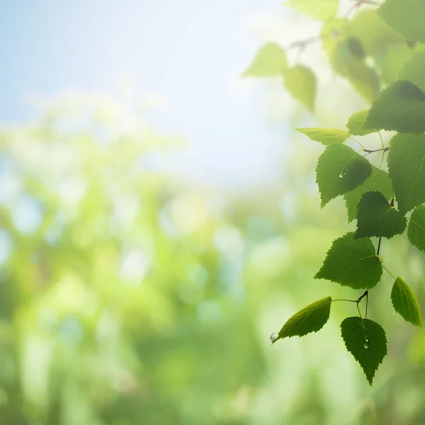 Zomer gebladerte en mooie bokeh — Stockfoto