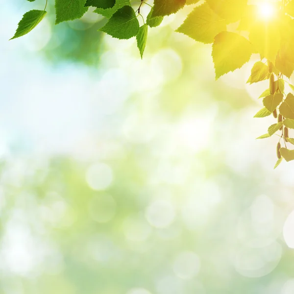 Sommaren med gröna blad och solen strålar — Stockfoto