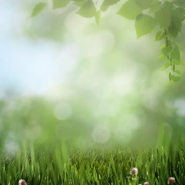 Sommaren bladverk och vackra bokeh — Stockfoto