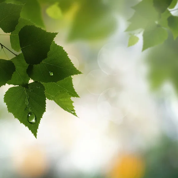 Rugiada Del Mattino Nella Foresta Profonda Con Foglia Betulla Bokeh — Foto Stock