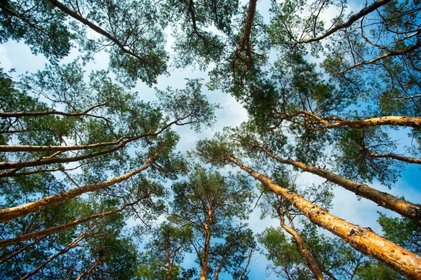 Podívej Oblohu Lesní Krajina Širokým Úhlem Pohledu — Stock fotografie
