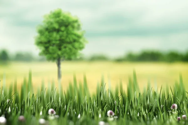 緑の芝生と美しい田園風景 一本の木 — ストック写真