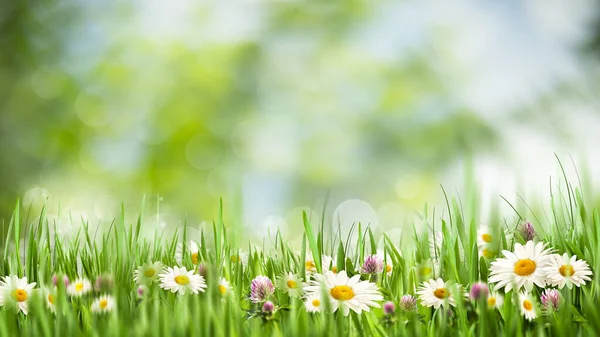 春天的时候 长满青草和洋甘菊花的季节性农村背景 — 图库照片