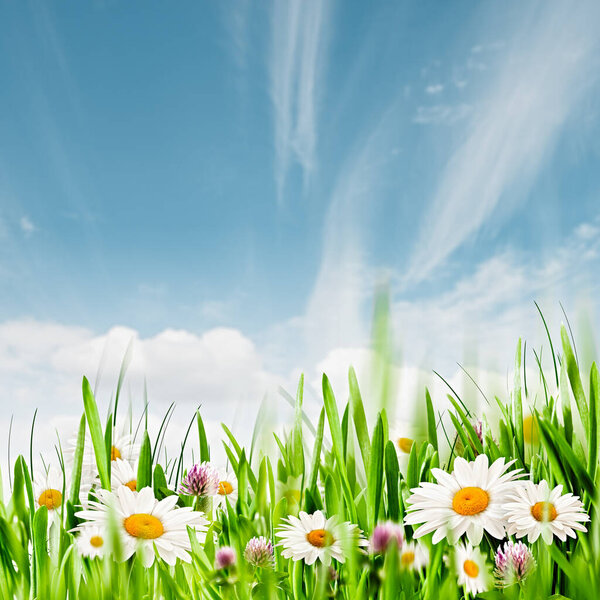 Springtime. Seasonal rural backgrounds with grass and chamomile flowers