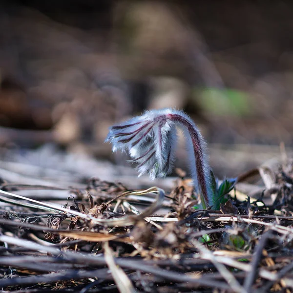 Nieuw Leven Seizoensgebonden Natuurlijke Achtergronden Met Bloemen Het Bos — Stockfoto