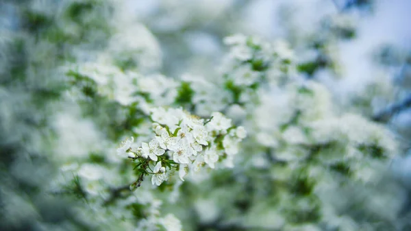 Vårblommor Säsongsbetonade Bakgrunder Med Vackra Vita Blommor Körsbärsträdet — Stockfoto