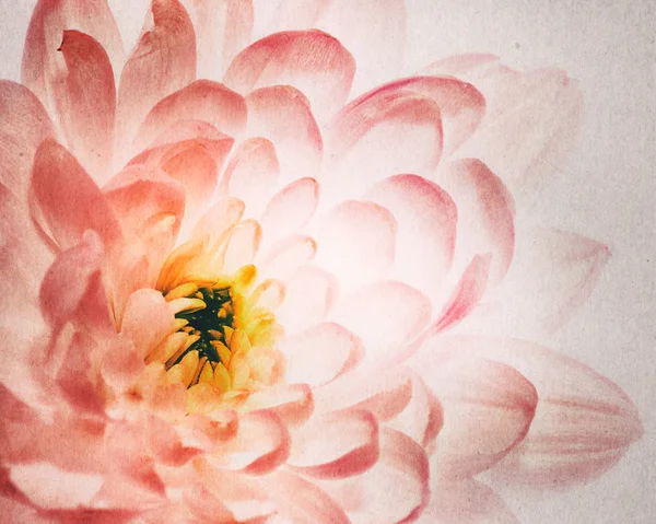 Dahlia flower — Stock Photo, Image